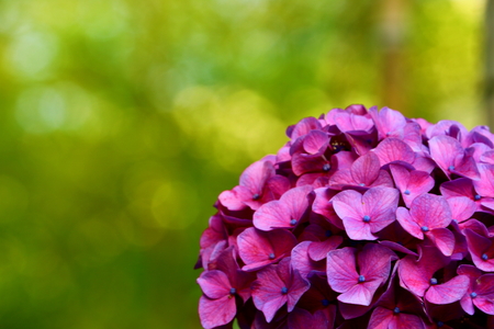 hydrangea close upの写真素材