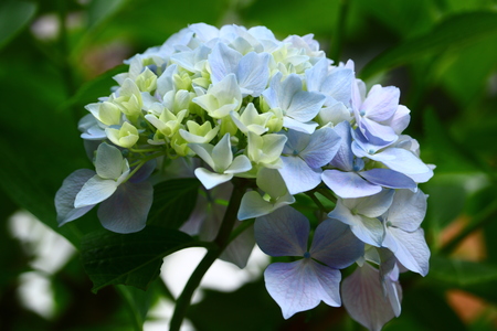hydrangea close upの写真素材