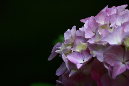 hydrangea close upの写真素材