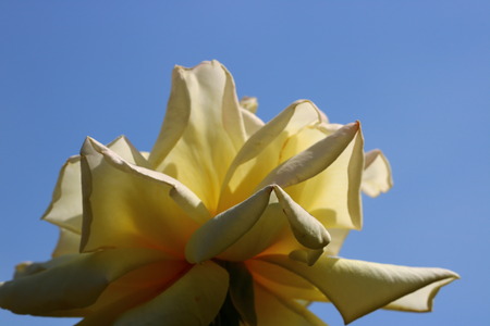 rosa hybridaの写真素材