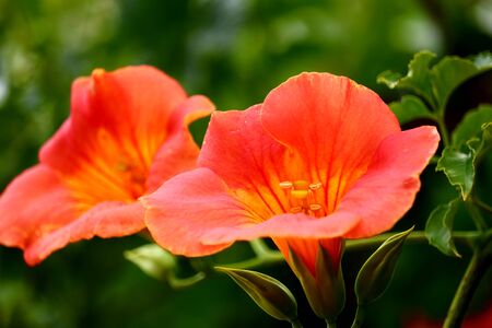campsis grandifloraの写真素材