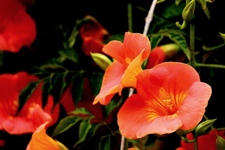 campsis grandifloraの写真素材