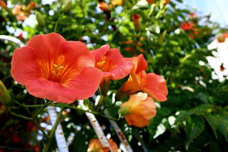 campsis grandifloraの写真素材