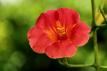 campsis grandifloraの写真素材