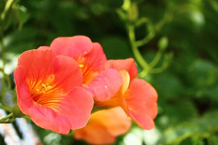 campsis grandifloraの写真素材