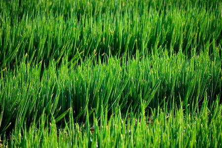 leek fieldの写真素材