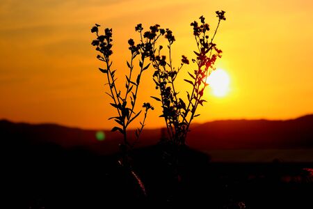sunset glowの写真素材