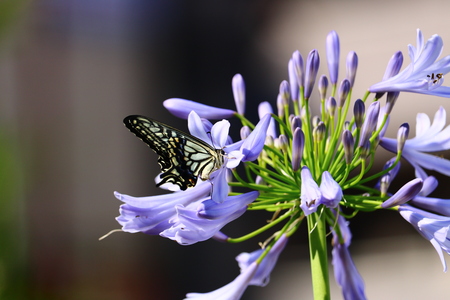agapanthus and swallowtail butterflyの写真素材