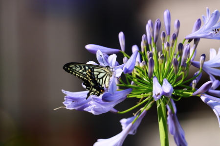 agapanthus and swallowtail butterflyの写真素材