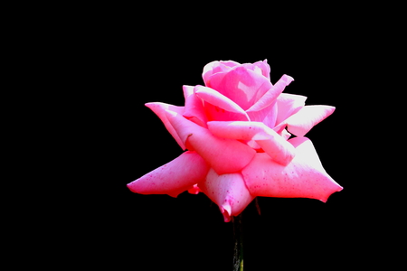 rosa hybridaの写真素材