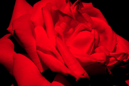 rosa hybridaの写真素材