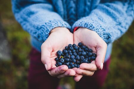 Process of collecting and picking berries in the forest of northern Sweden, Lapland, Norrbotten, near Norway border, girl picking cranberry, lingonberry, cloudberry, blueberry, bilberry and othersの写真素材