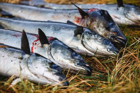 Pack of freshly caught cod fish lying on the ground in Norway, fishing in Norway concept, Efjord, Ballangen, Nordland
の写真素材