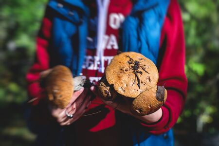 Variety assortment of different forrest mushrooms picking hunting in Sweden, Norrbotten County, Kiruna municipality, with birch mushroom, boletus mushroom, orange-cap boletus and othersの写真素材
