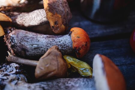 Variety assortment of different forrest mushrooms picking hunting in Sweden, Norrbotten County, Kiruna municipality, with birch mushroom, boletus mushroom, orange-cap boletus and othersの写真素材