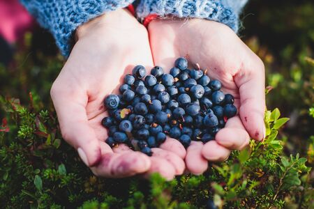 Process of collecting and picking berries in the forest of northern Sweden, Lapland, Norrbotten, near Norway border, girl picking cranberry, lingonberry, cloudberry, blueberry, bilberry and othersの写真素材