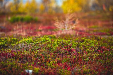Swedish autumn fall vibrant landscape during hiking to Kurravaara mountain in Norrbotten county, Kiruna Municipality, Northern Swedenの写真素材