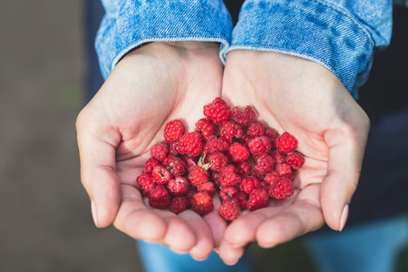 Process of collecting and picking berries in the forest of northern Sweden, Lapland, Norrbotten,...