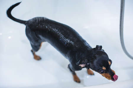 Process of bathing small breed black dogの写真素材