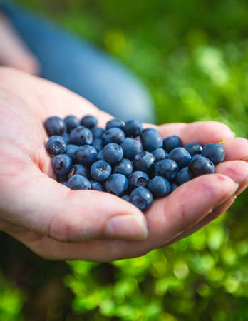 Process of collecting and picking berries in the forest of northern Sweden, Lapland, Norrbotten, near Norway border, girl picking cranberry, lingonberry, cloudberry, blueberry, bilberryの写真素材