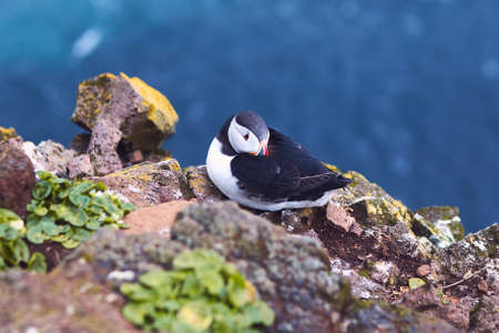 Atlantic Puffin bird, beautiful vibrant close-up portrait, Horned Puffin also known as Fratercula,...