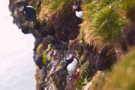 Atlantic Puffin bird, beautiful vibrant close-up portrait, Horned Puffin also known as Fratercula,...