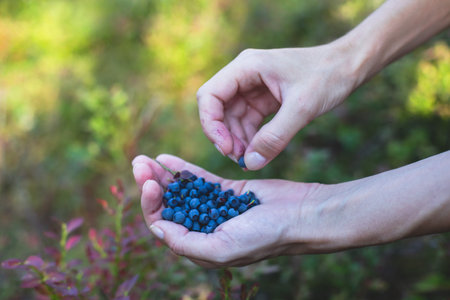 Process of collecting and picking berries in the forest of northern Sweden, Lapland, Norrbotten, near Norway border, girl picking cranberry, lingonberry, cloudberry, blueberry, bilberry in woodsの写真素材
