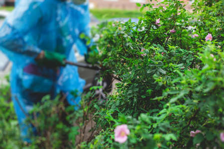Cutting bushes and plants using garden pruners scissors, process of landscaping and trimming the garden hedge, working in garden, gardening equipmentの写真素材