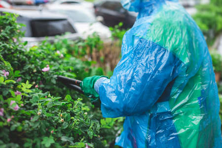 Cutting bushes and plants using garden pruners scissors, process of landscaping and trimming the...