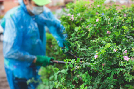 Cutting bushes and plants using garden pruners scissors, process of landscaping and trimming the garden hedge, working in garden, gardening equipmentの写真素材