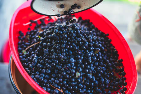 Process of collecting and picking berries in a forest of northern Sweden, Lapland, Norrbotten, near Norway border, girl picking cranberry, lingonberry, cloudberry, blueberry, bilberry and othersの写真素材