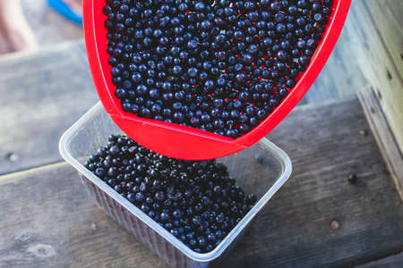 Process of collecting and picking berries in a forest of northern Sweden, Lapland, Norrbotten, near...