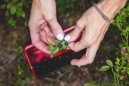 Process of collecting and picking berries in a forest of northern Sweden, Lapland, Norrbotten, near Norway border, girl picking cranberry, lingonberry, cloudberry, blueberry, bilberry and othersの写真素材