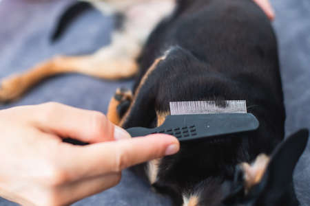 Process of brushing small black dog with small brush, taking care of a dog, groomer combing fur of puppyの写真素材