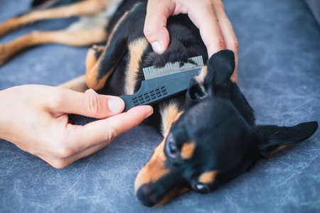 Process of brushing small black dog with small brush, taking care of a dog, groomer combing fur of...