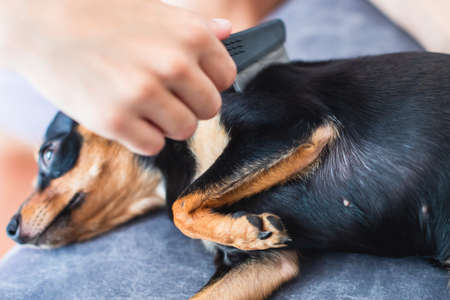 Process of brushing small black dog with small brush, taking care of a dog, groomer combing fur of puppyの写真素材