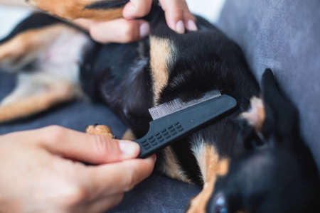 Process of brushing small black dog with small brush, taking care of a dog, groomer combing fur of...