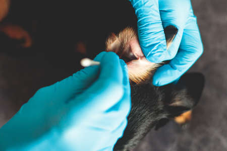 Process of cleaning dog ear, vet cleans dog ears with cotton swab, small breed black dog ear examination close up view at veterinary clinic, pet care and hygiene conceptの写真素材