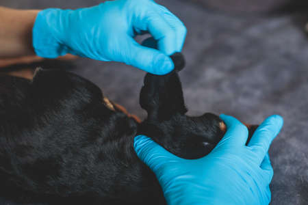 Process of cleaning dog ear, vet cleans dog ears with cotton swab, small breed black dog ear examination close up view at veterinary clinic, pet care and hygiene conceptの写真素材