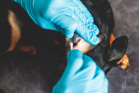 Process of cleaning dog ear, vet cleans dog ears with cotton swab, small breed black dog ear examination close up view at veterinary clinic, pet care and hygiene conceptの写真素材