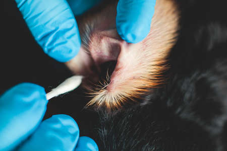 Process of cleaning dog ear, vet cleans dog ears with cotton swab, small breed black dog ear examination close up view at veterinary clinic, pet care and hygiene conceptの写真素材