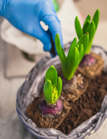 Female gardening, replants and transplanting flower plant bulbs in a new pot basket, taking care of...