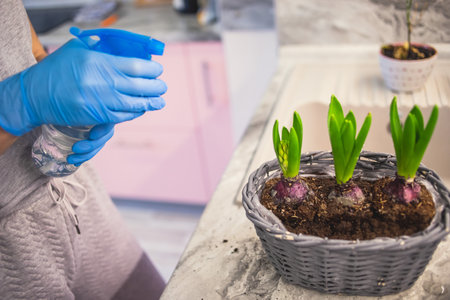 Female gardening, replants and transplanting flower plant bulbs in a new pot basket, taking care of home plants, decorating flower composition, indoor interior garden plant in medical glovesの写真素材