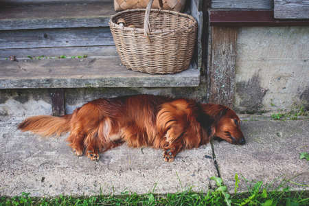 Beautiful Red Long-haired grown up adult Dachshund dog portrait viewの写真素材
