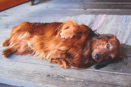 Beautiful Red Long-haired grown up adult Dachshund dog portrait viewの写真素材