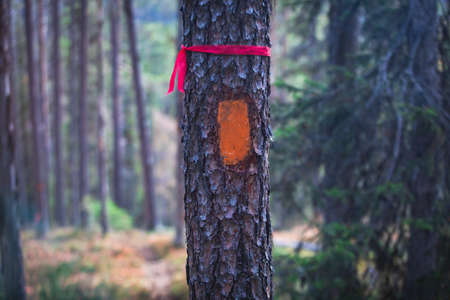 Autumn view of Oulanka National Park, landscape, a Finnish national park in the Northern Ostrobothnia and Lapland regions of Finland, wooden wilderness hut, cabin cottage, bridge, campgroundの写真素材