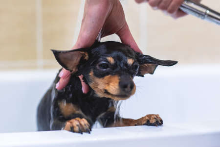 Process of bathing small breed black dogの写真素材