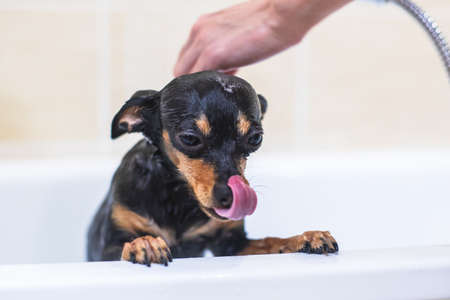 Process of bathing small breed black dogの写真素材
