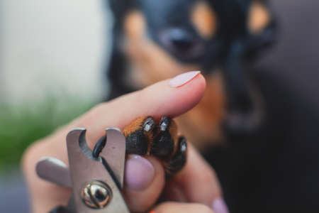Process of cutting dog claw nails of a small breed dog with a nail clipper tool, close up view of a dog's paw, trimming pet dog nails manicureの写真素材