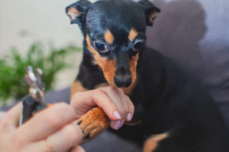 Process of cutting dog claw nails of a small breed dog with a nail clipper tool, close up view of a dog's paw, trimming pet dog nails manicureの写真素材